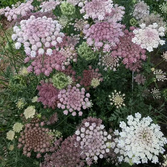 Savvaļas burkāni 'Purple Kisses' (Daucus carota)